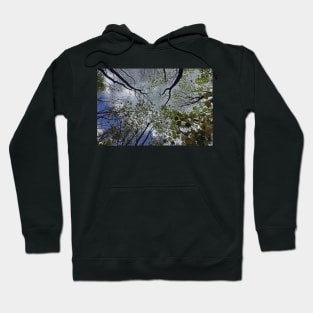 Tree canopy in the spring Hoodie